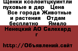 Щенки ксолоитцкуинтли пуховые в дар › Цена ­ 1 - Все города Животные и растения » Отдам бесплатно   . Ямало-Ненецкий АО,Салехард г.